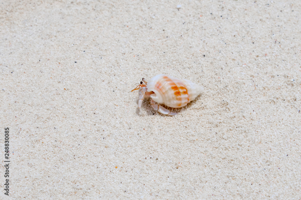 Little Crab on sandy beach