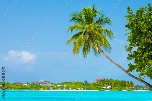 Fototapeta Naklejka Na Ścianę i Meble -  Palm tree on tropical paradise beach with turquoise blue water and blue sky