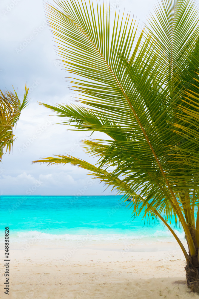 Fototapeta premium Palm tree on tropical paradise beach with turquoise blue water and blue sky