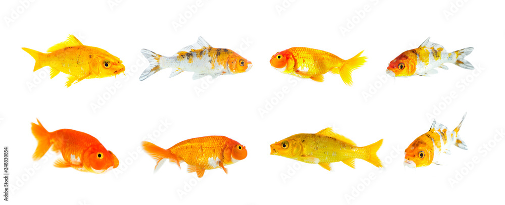 Group Of Goldfish And Bubble Eye Goldfish Isolated On A, 41% OFF