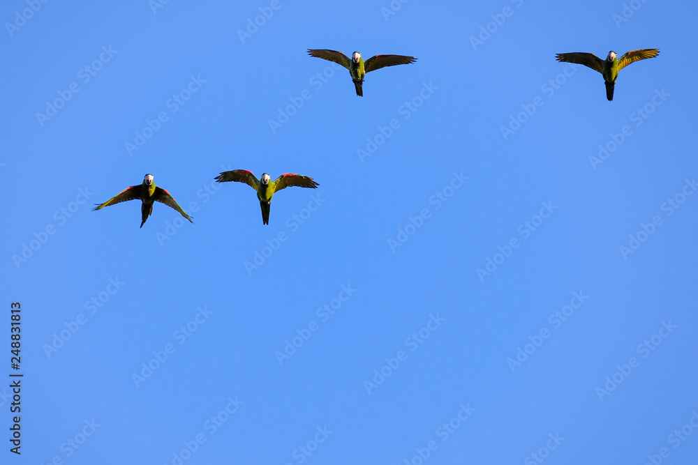 Flying red-shouldered macaw in the wild, Diopsittaca Nobilis, Aquidauana, Mato Grosso Do Sul, Brazil