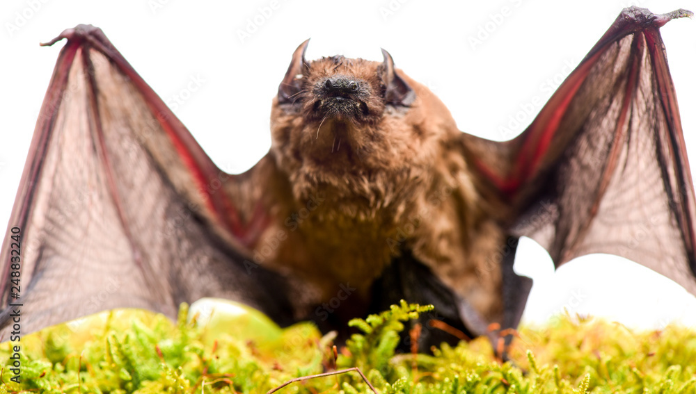 Mammals naturally capable of true and sustained flight. Bat emit ultrasonic sound to produce echo. Bat detector. Ugly bat. Dummy of wild bat on grass. Wild nature. Forelimbs adapted as wings