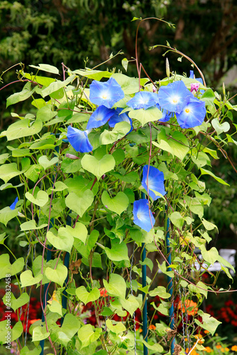 Blaue Trichterwinde  (Convolvulaceae) Kletterpflanze photo