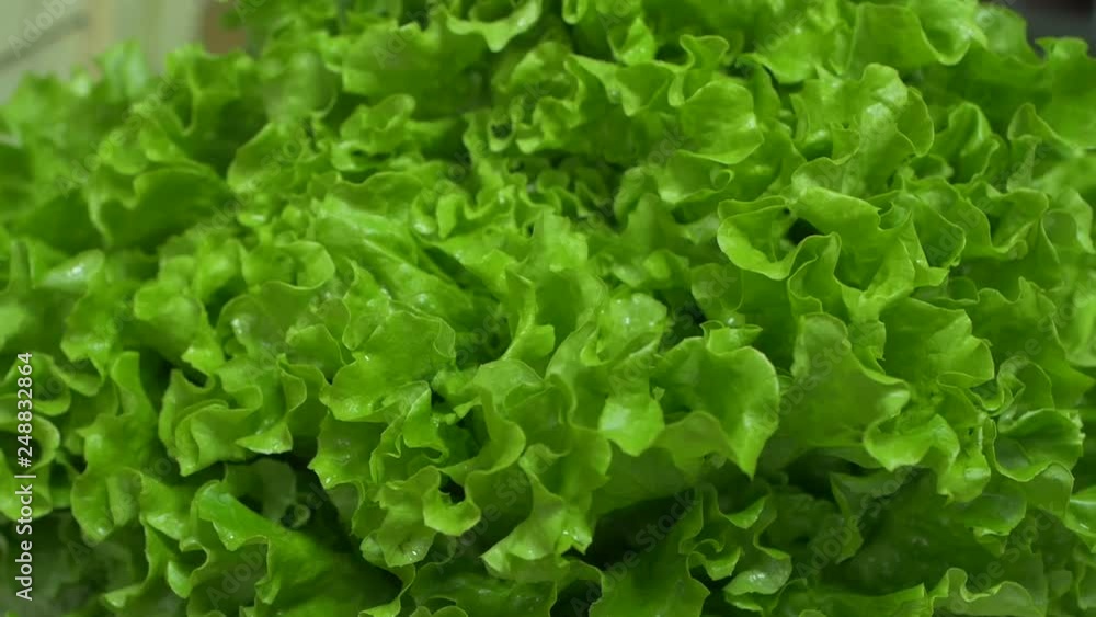 close up of leaf vegetable green salad Lettuce in store shop close up of leaf vegetable green salad Lettuce in store shop