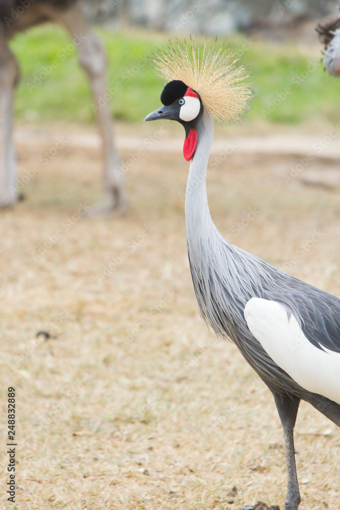 Fototapeta premium Bird secretary on walk