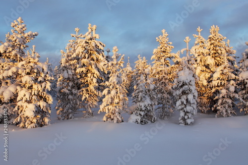 Finland fir trees under the snow at sunset, winter in lapland
