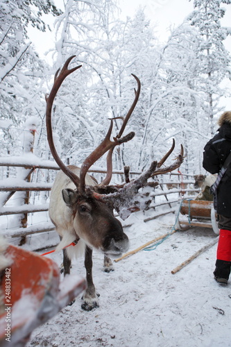 Big reindeer preparing to sled in Lapland, Finland. 