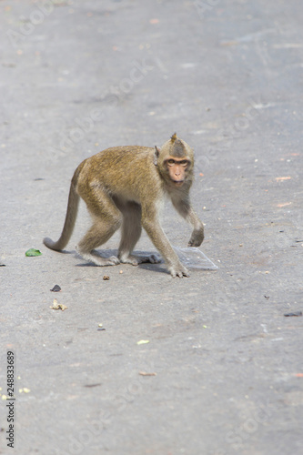 Monkeys at liberty