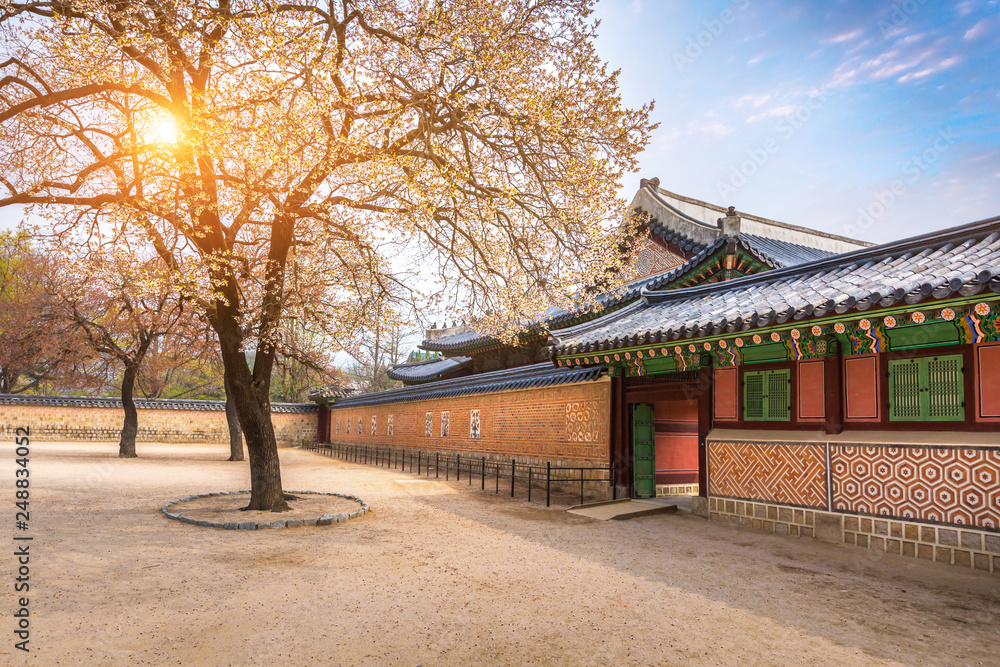 Gyeongbokgung palace with cherry blossom tree in spring time in seoul city of korea, south korea. Gyeongbokgung palace with cherry blossom tree in spring time in seoul city of korea, south korea.