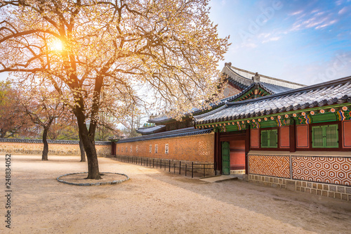 Photography Gyeongbokgung palace with cherry blossom tree in spring time in seoul city of korea, south korea