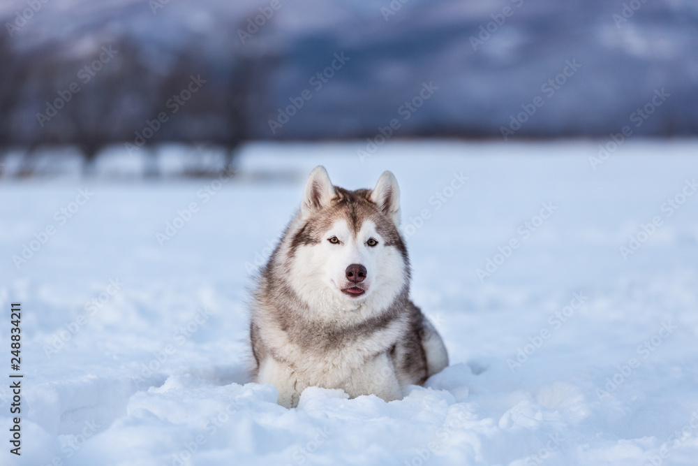 gorgeous and free siberian husky dog lying in the snow field in winter at sunset