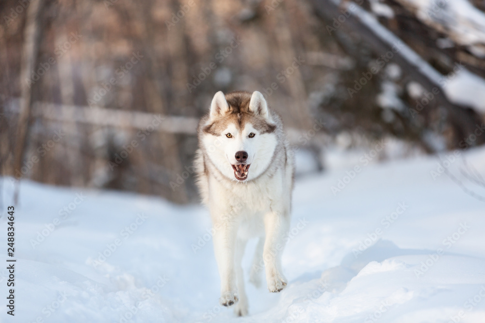 Happy and funny siberian husky dog with tonque hanging out running on the snow in the winter forest