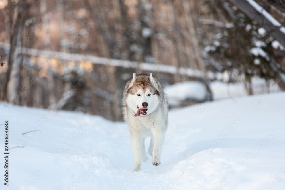 Happy and cute siberian husky dog with tonque hanging out running on the snow in the winter forest