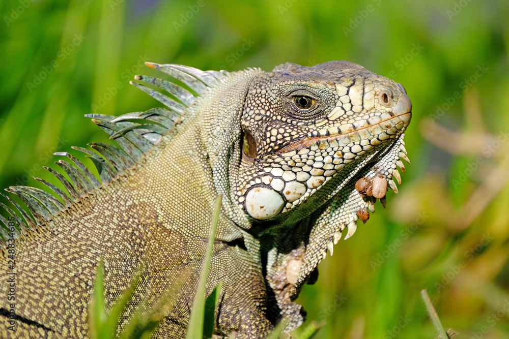Obraz premium Green Iguana, Iguana Iguana, also known as the American Iguana, Pantanal, Porto Jofre, Mato Grosso, Brazil