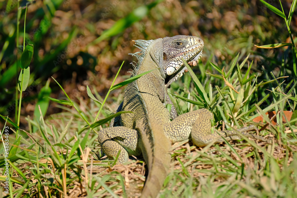Green Iguana, Iguana Iguana, also known as the American Iguana, Pantanal, Porto Jofre, Mato Grosso, Brazil Green Iguana, Iguana Iguana, also known as the American Iguana, Pantanal, Porto Jofre, Mato Grosso, Brazil