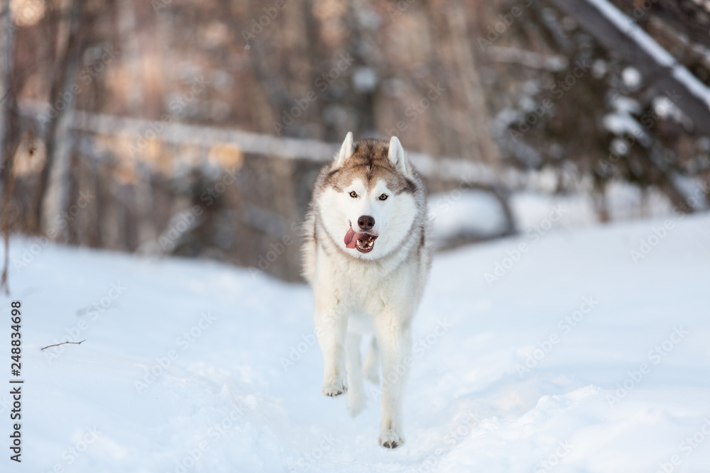 Happy and cute siberian husky dog with tonque hanging out running on the snow in the winter forest