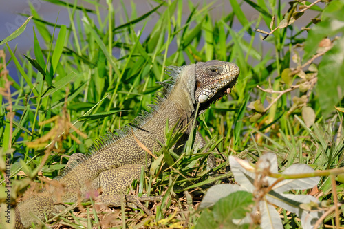 Green Iguana  Iguana Iguana  also known as the American Iguana  Pantanal  Porto Jofre  Mato Grosso  Brazil