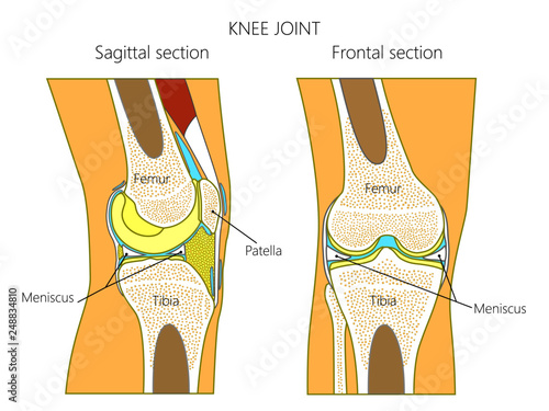 Vector illustration. Anatomy of a healthy knee joint, sagittal and frontal section of the knee. For advertising and medical publications