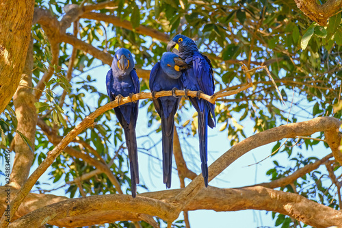 Hyacinth Macaw, Anodorhynchus Hyacinthinus, or Hyacinthine Macaw, Pantanal, Mato Grosso do Sul, Brazil photo