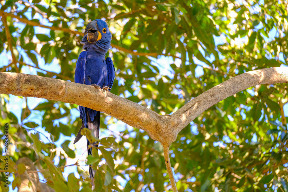 Fototapeta premium Hyacinth Macaw, Anodorhynchus Hyacinthinus, or Hyacinthine Macaw, Pantanal, Mato Grosso do Sul, Brazil