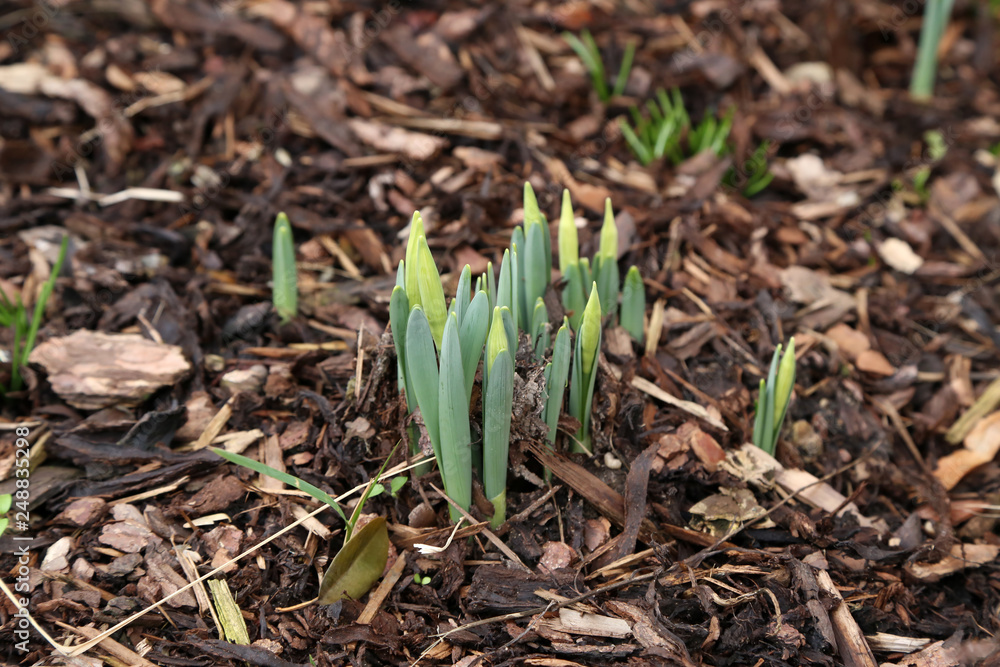 The first shoots of daffodils in the garden at home The first shoots of daffodils in the garden at home