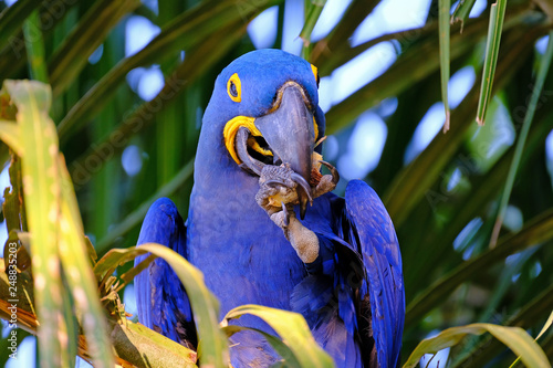 Hyacinth Macaw, Anodorhynchus Hyacinthinus, or Hyacinthine Macaw, Pantanal, Mato Grosso do Sul, Brazil photo