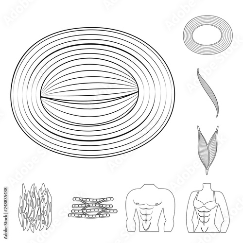 Isolated object of fiber and muscular symbol. Collection of fiber and body stock symbol for web.