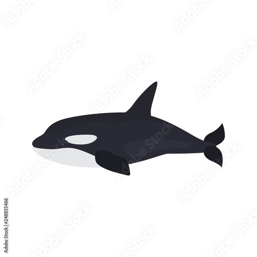 Killer whale color vector icon. Flat design