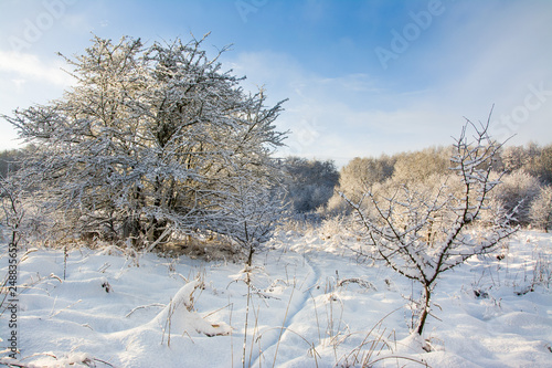 Wallpaper Mural piękna zima w lesie Torontodigital.ca