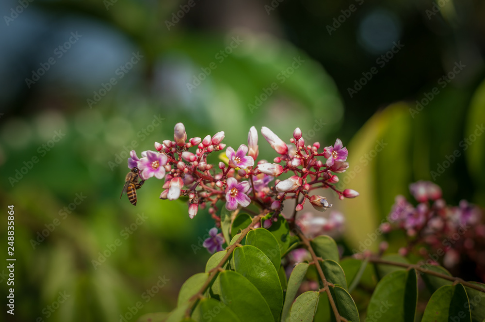 Close up Carambola flower with bee blur background, Averrhoa carambola L Close up Carambola flower with bee blur background, Averrhoa carambola L