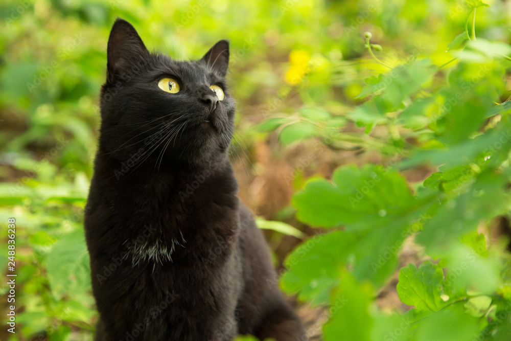 Beautiful bombay black cat portrait with yellow eyes and attentive look in green grass in forest nature
