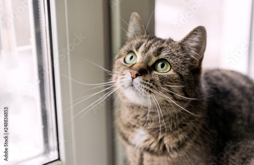 cats face with a mustache near the window, the cat looks up, eyes, hair, pet,