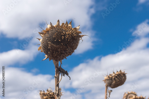 Beautiful ripe sunflower against blue cloudy sky at fall season photo