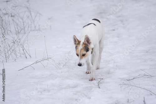 White cross-breed of hunting and northern dog seeking for scent of wild animal on the ground covered with snow