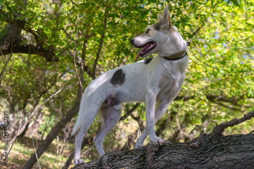 Cross-breed of hunting and northern white dog walking on a tree branch in autumnal forest
