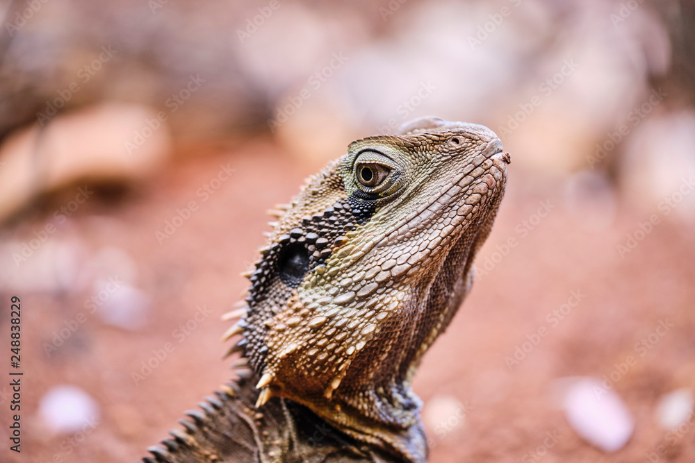 Close up of water dragon on red soil in Australia Close up of water dragon on red soil in Australia