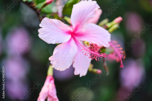 pink flower in botanical garden