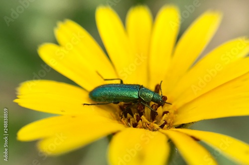 Escaravelho Verde © xuizy