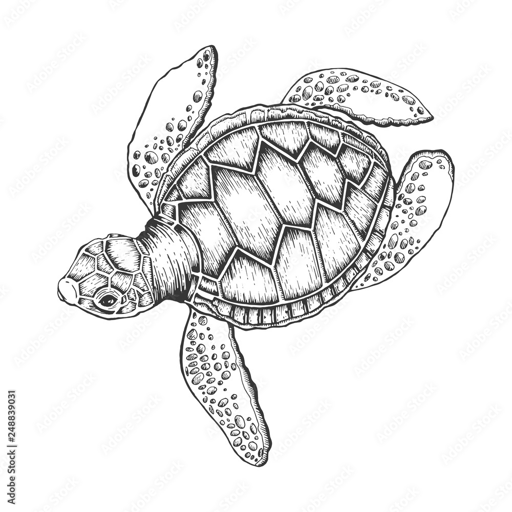 Turtle vector illustration. Scratch board style imitation. Hand drawn ...
