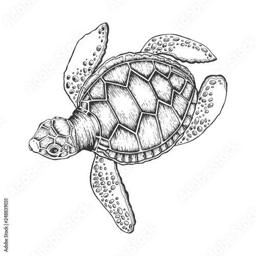 Turtle vector illustration. Scratch board style imitation. Hand drawn image.