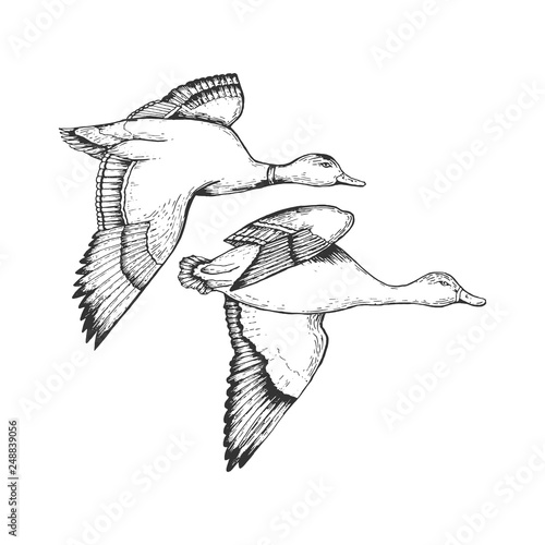Wild flying duck birds engraving vector illustration. Scratch board style imitation. Hand drawn image.