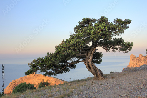 Tableau sur toile juniper, seaboard