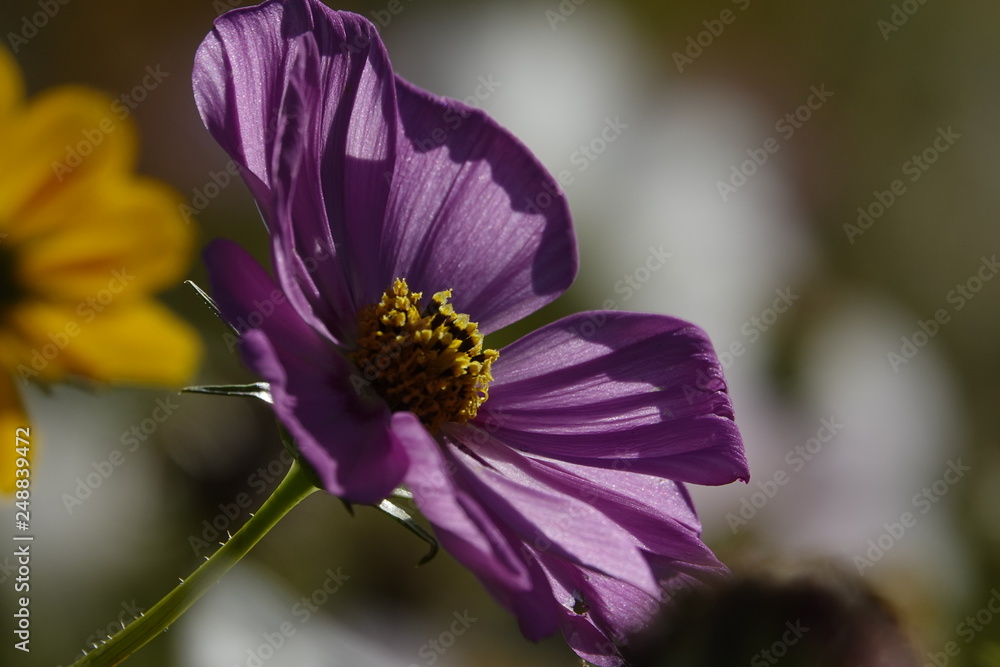vibrant colors of cosmos flowers vibrant colors of cosmos flowers