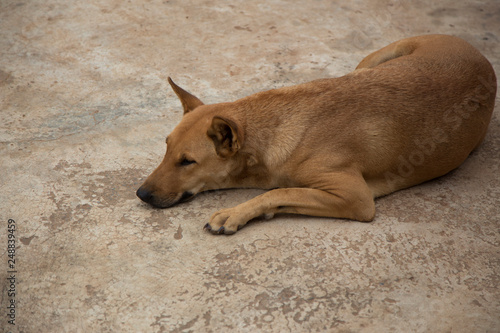  Dog sleeping at home. © popetorn