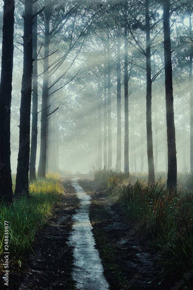 Fototapeta premium dreamy road among foggy pine forest