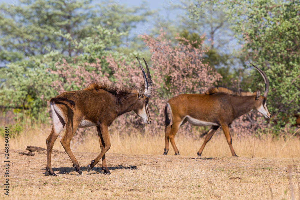 two sable antelopes (hippotragus niger) walking in savanna in sunlight two sable antelopes (hippotragus niger) walking in savanna in sunlight