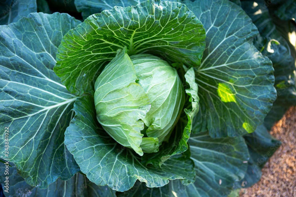 Fototapeta premium Closeup fresh cabbage from the vegetable garden, outdoor day light, organic vegetable