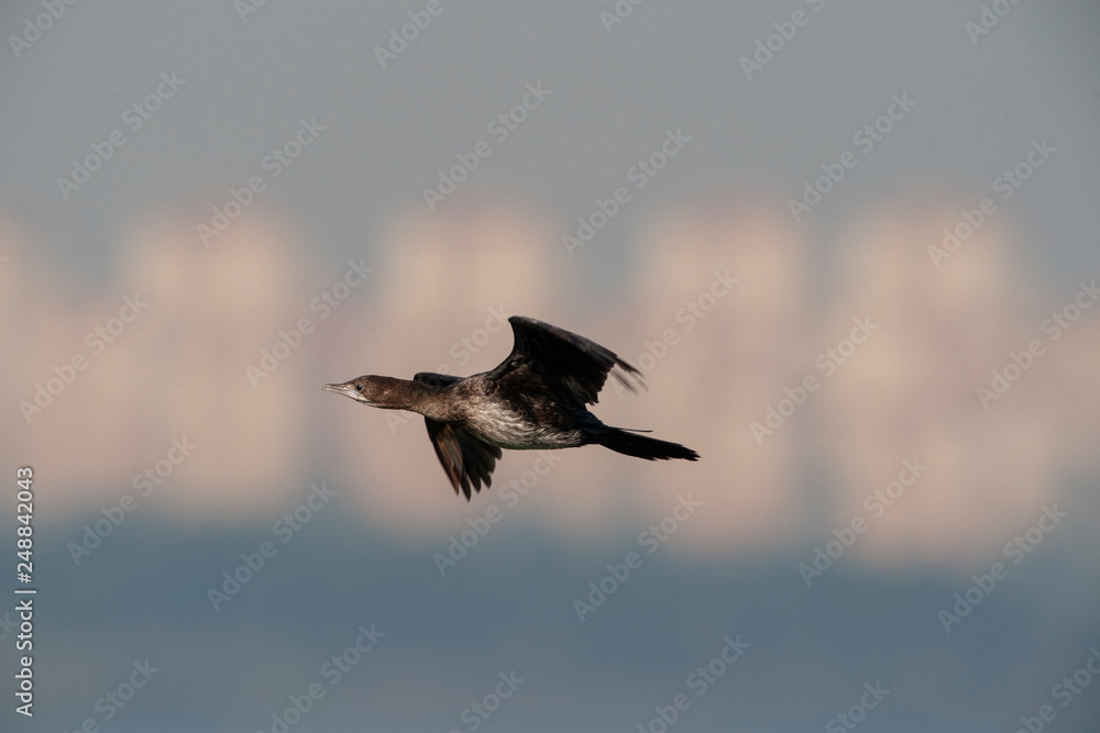 Obraz premium Great Cormorant Birds