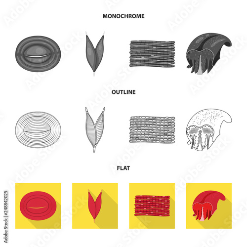 Vector design of fiber and muscular logo. Collection of fiber and body  stock vector illustration.
