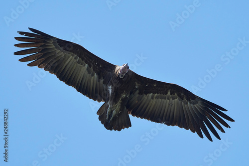 Hooded vulture  Necrosyrtes monachus 